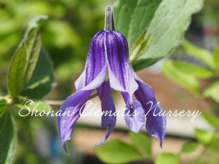 湘南ブルーの画像