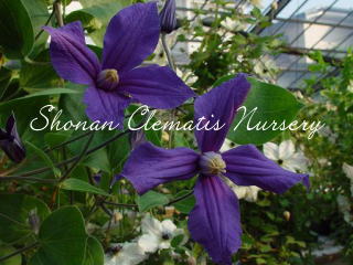 デュランディの画像