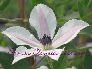 パルセットの画像