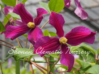 ライジング・スターの画像