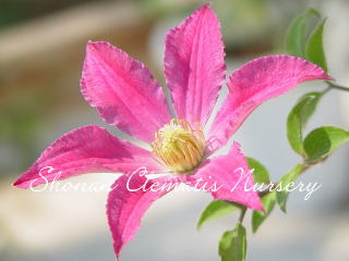 レッド・スプライトの画像