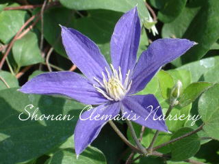 ロワールの画像