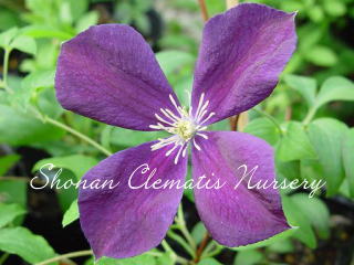 エトワール・バイオレットの画像