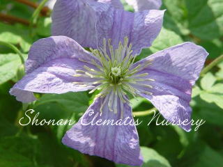 エミリア・プラッターの画像