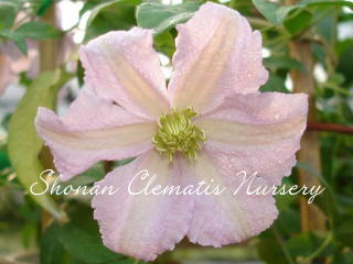 エンテルの画像