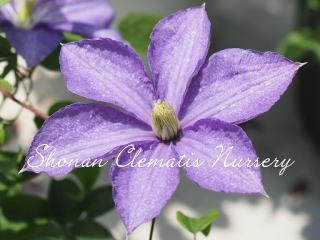 大流２号の画像