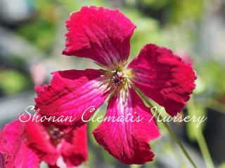 カーメシーナの画像