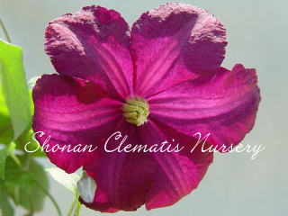 炫の舞（かがやきのまい）の画像