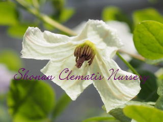 キャサリン・チャップマンの画像