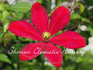 赤色チュウリップ咲きクレマチス チューリップ咲きクレマチス【赤色系】 商品詳細