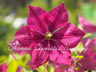 ジェニー・カディックの画像