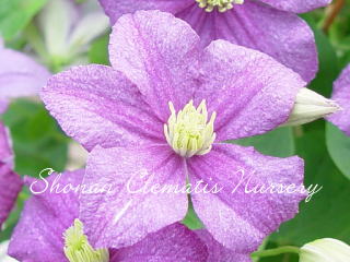 ジュエリー・ローズの画像