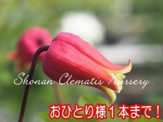 多摩美（たまみ）の画像