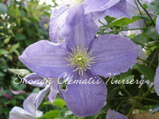 ドミニカの画像