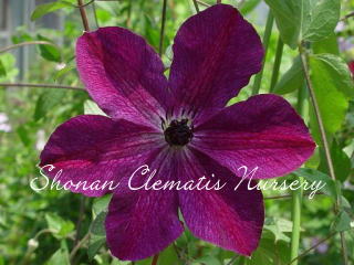 ナイト・ベールの画像