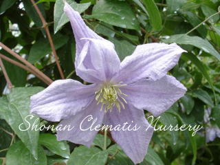 バネッサの画像