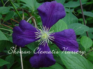 ビチセラ・ブルーベルの画像