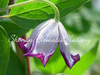 プシュケの画像