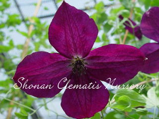 ブラック・プリンスの画像