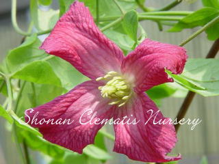 ブロケイドの画像