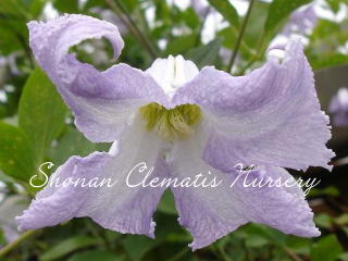 ベティー・コーニングの画像