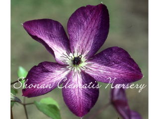 ベノサ・バイオレシアの画像