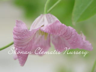 ホーゲルビー・ピンクの画像