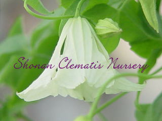 ビチセラ系/白系｜湘南クレマチス園