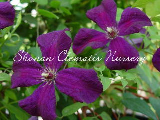 ポーリッシュ・スピリットの画像