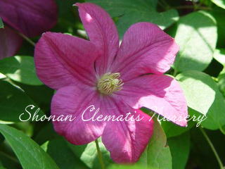 クレマチス　ピンク 湘南クレマチス園