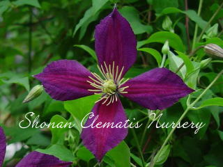 ミケリテの画像