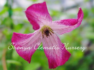 ミヌエットの画像