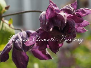 メアリー・ローズの画像