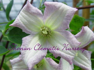 リトル・ネル　の画像