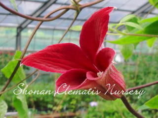 グレイブタイ・ビューティーの画像