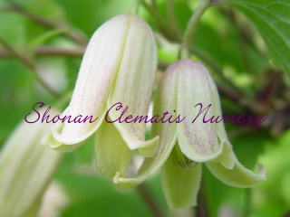 白はんしょうづるの画像