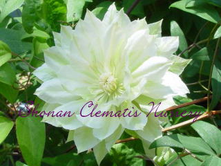 雪おこしの画像