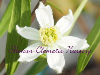 ヘキサペタラの画像