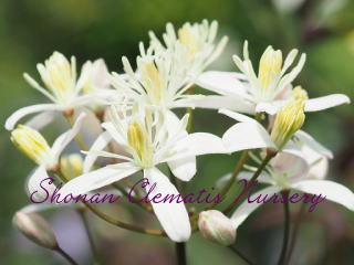 レクタ（銅葉）の画像