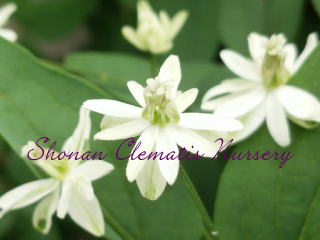 レクタ（緑葉）の画像