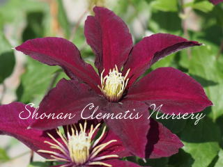 美麗（びれい）の画像