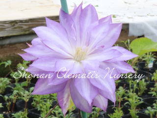 あなたの心を映す鏡の画像