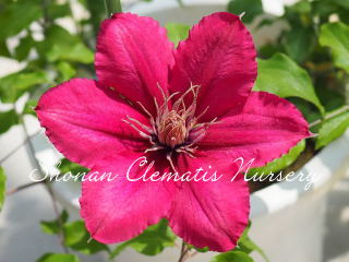 マシェリ・シュシュの画像