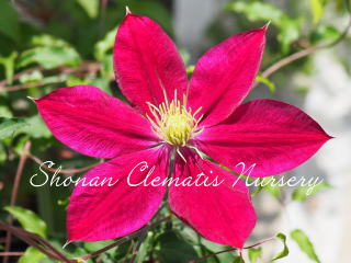 四季咲き品種/赤系｜湘南クレマチス園