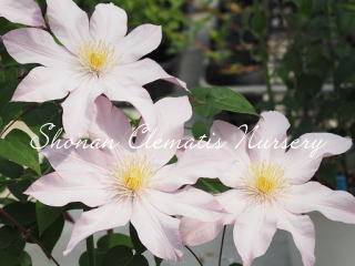 ローズ・シュプリームの画像