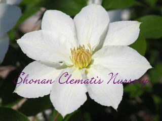 雪あかりの画像