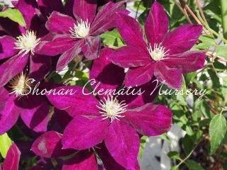 池鯉鮒（ちりふ）の画像