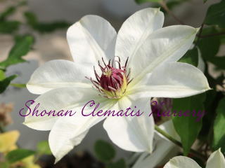 イガグリの画像