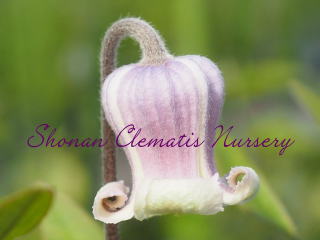 はるひ野の画像