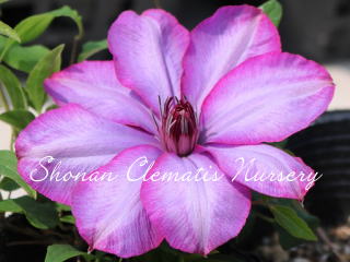 バイオレット　カクテシアの画像